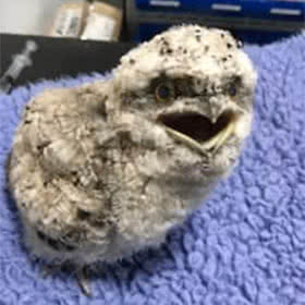 wildlife care2 4 tawny frog mouth