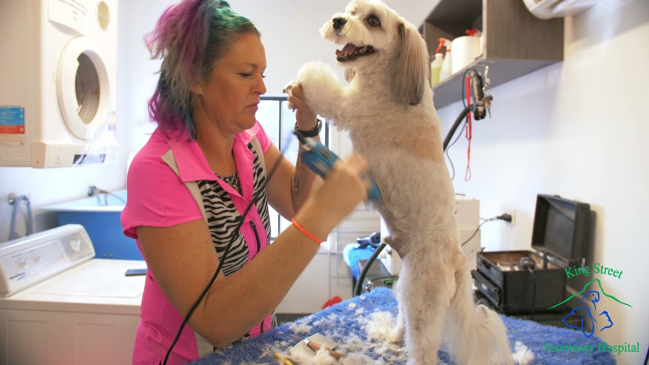 how much does a dog groomer earn a year