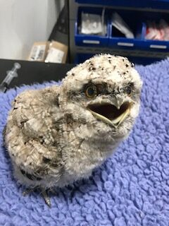 tawny frog mouth