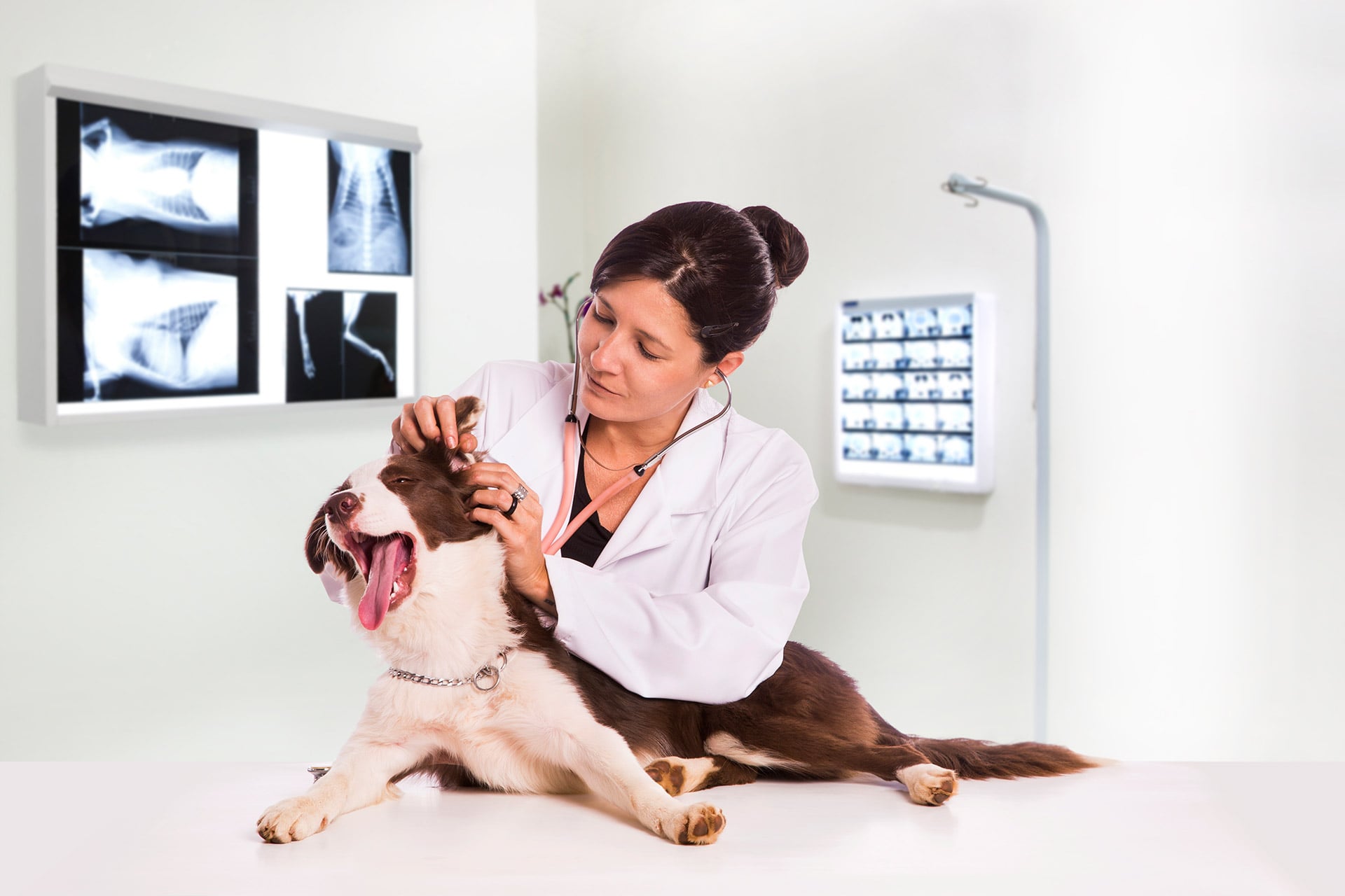 vet with dog veterinary industry perspective