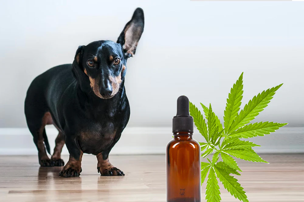 cbd oil for dogs 1600x